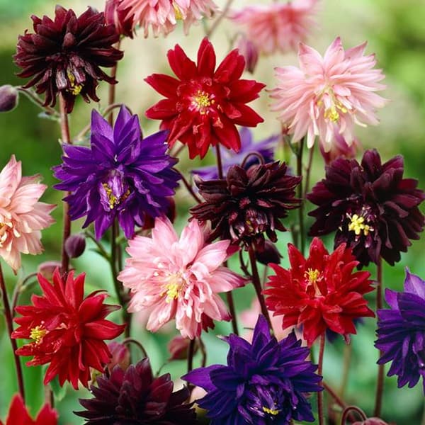 Aquilegia Orlik täyssekoitus 5 kpl.