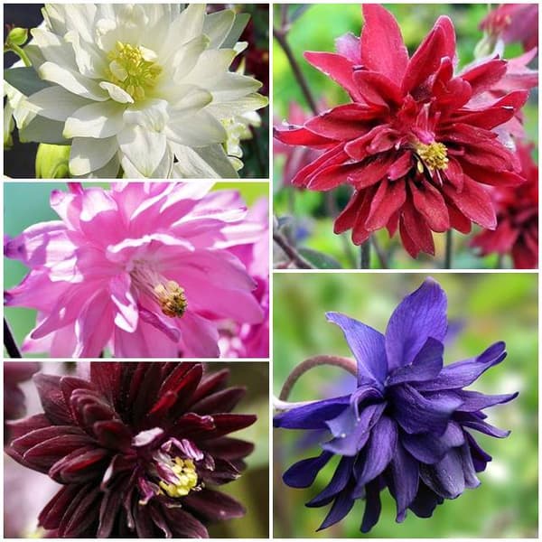 Aquilegia Orlik komplett set med 5 delar.
