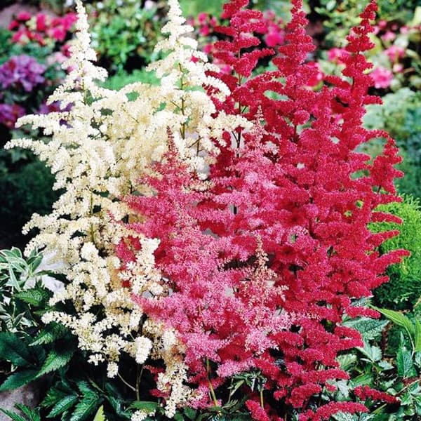 Astilbe Arends Astilbe-sekoitus 5 kpl.