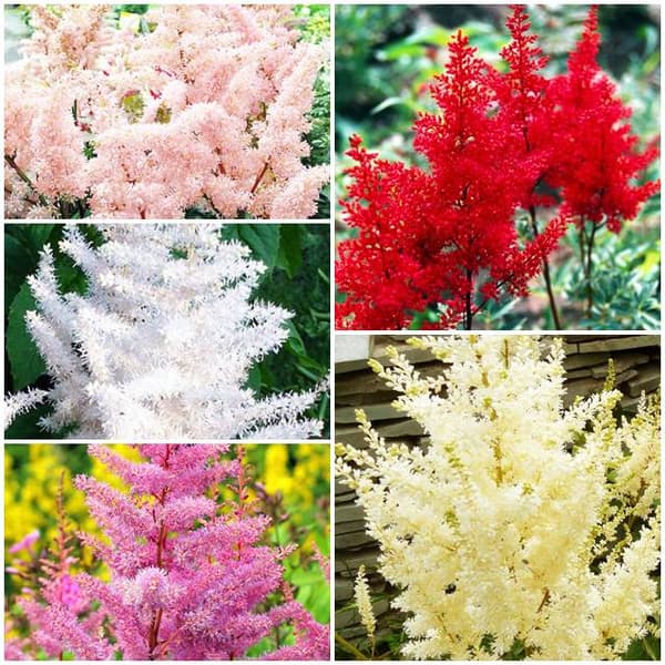 Astilbe Arends Astilbe-set 5 delar.