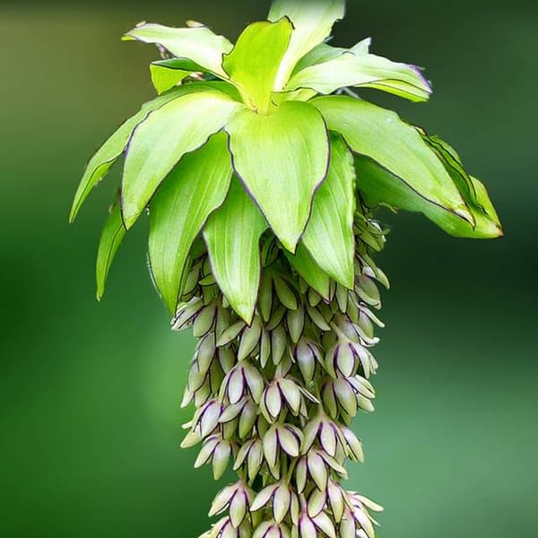 Eucomis bicolor Eukomis Ananaslilje 1 stk.