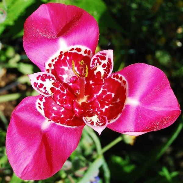 Tigridia Lilacea -riikinkukkolilja 10 kpl.