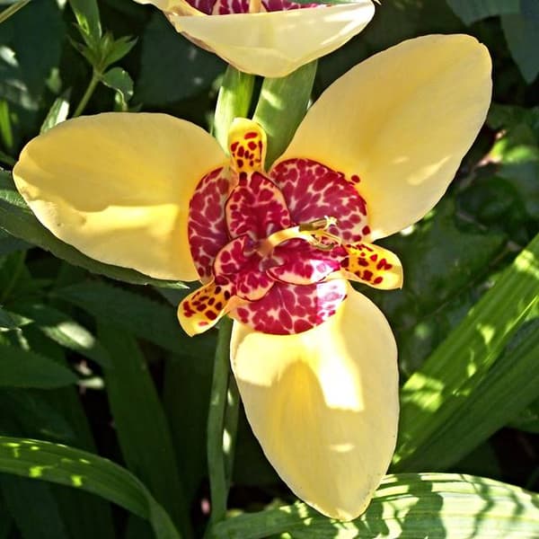 Tigridia Canariensis 10 st.