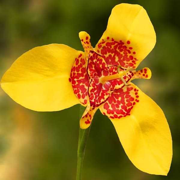 Tigridia påfågelfjäder Aurea 10 st.