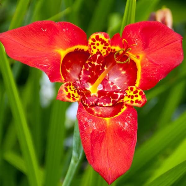 Tigridia Speciosa 10 stk.