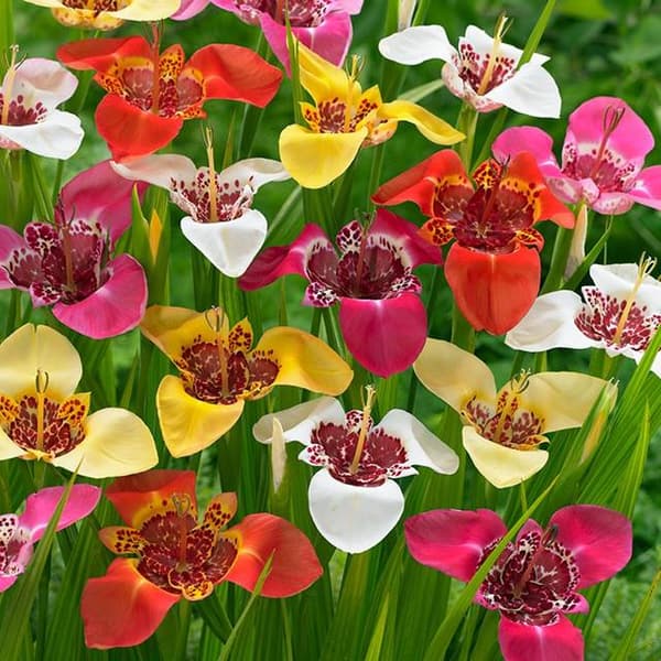 Tigridia Tiger's Peacock mix 50 stk.