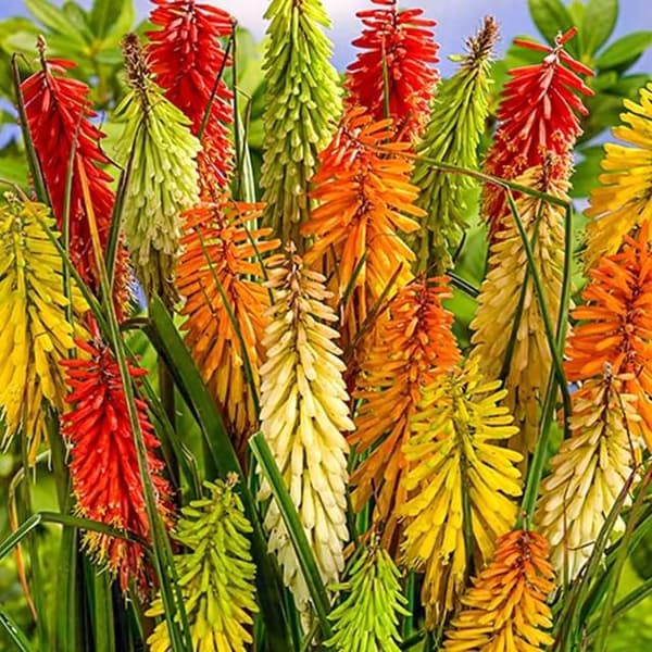Kniphofia Trytoma -setti, 5 kpl