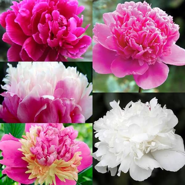 Paeonia kinesisk pæonblanding 5 stk.