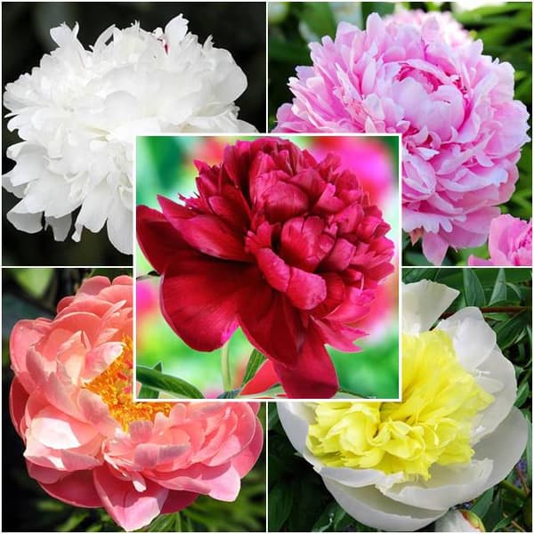 Paeonia kinesisk pæon sæt 5 stk.