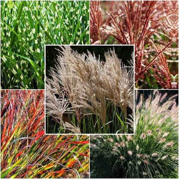 Miscanthus-koristeheinäsetti 5 kpl.