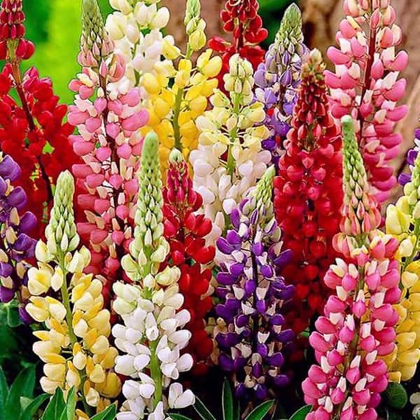 Lupinus Flerårig Lupinblanding 5 stk.