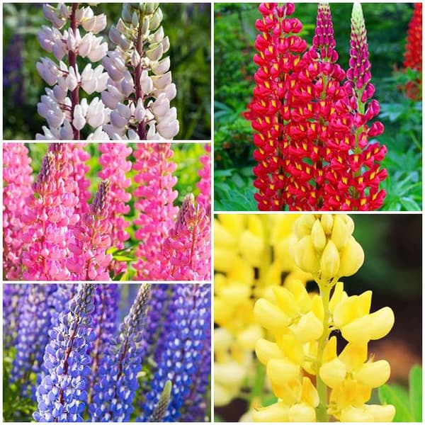 Lupinus Set Lupin Permanent 5 kpl.