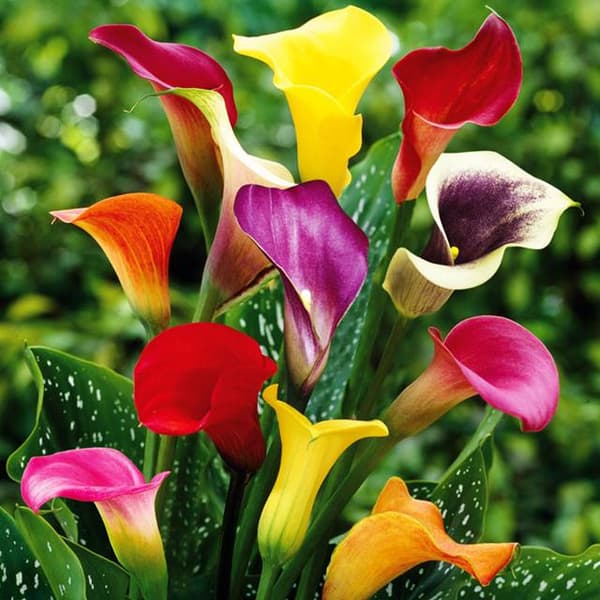 Zantedeschia Kalla Calla -sekoitus 5 kpl.