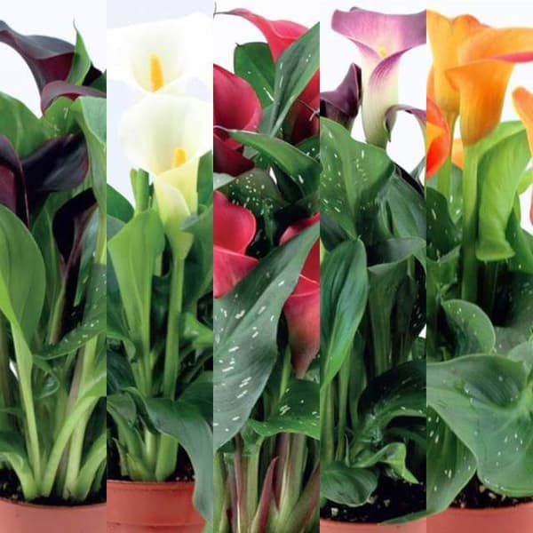 Zantedeschia Kalla Calla -setti 5 kpl.