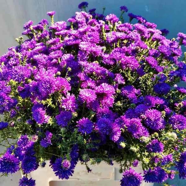 Uusi Belgian Aster tummansininen tupla-asteri 1 kpl.