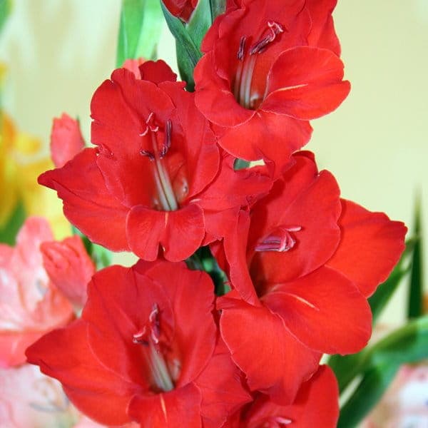 Gladiolus Röda gladiolus 5 st.