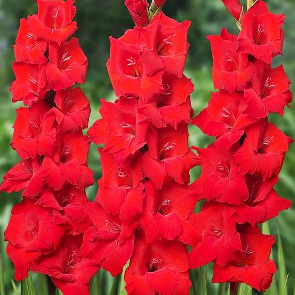 Gladiolus Punainen gladiolus 50 kpl.