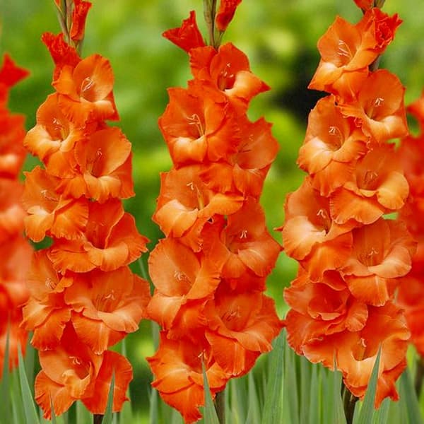 Gladiolus Oranssi gladiolus 50 kpl.