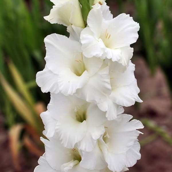 Gladiolus Valkoinen gladiolus 5 kpl.
