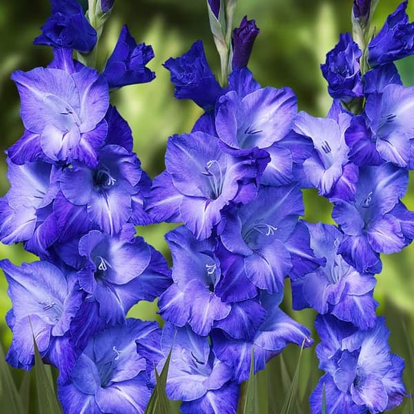 Gladiolus Blå gladiolus 5 st.