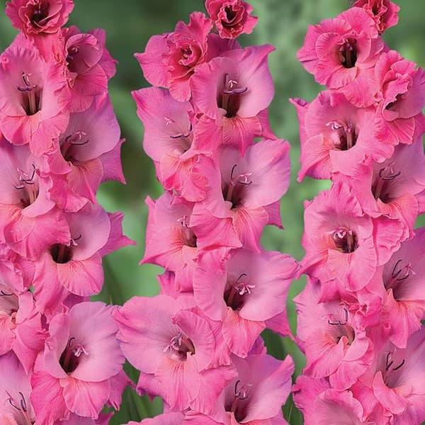 Gladiolus Vaaleanpunainen gladiolus 100 kpl.