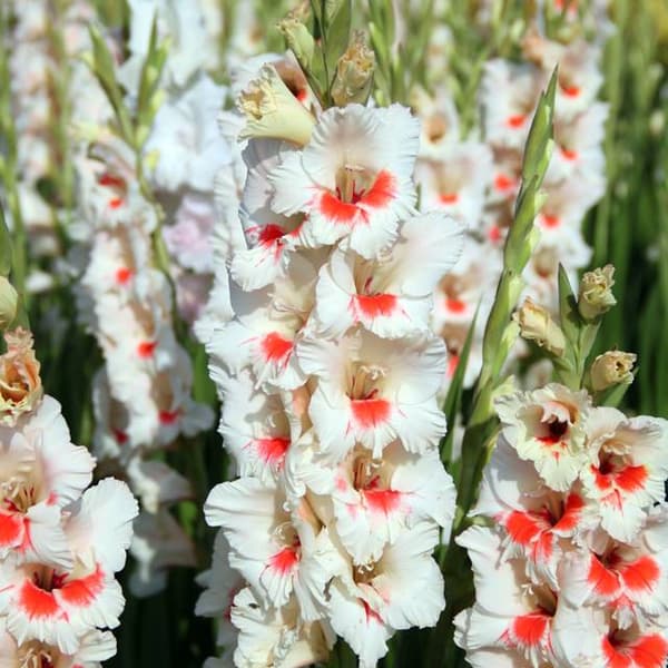Gladiolus Valkoinen gladiolus punatäplällä 5 kpl.