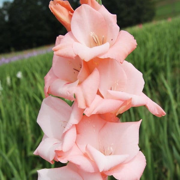 Gladioler Ljusrosa gladioler 100 st.