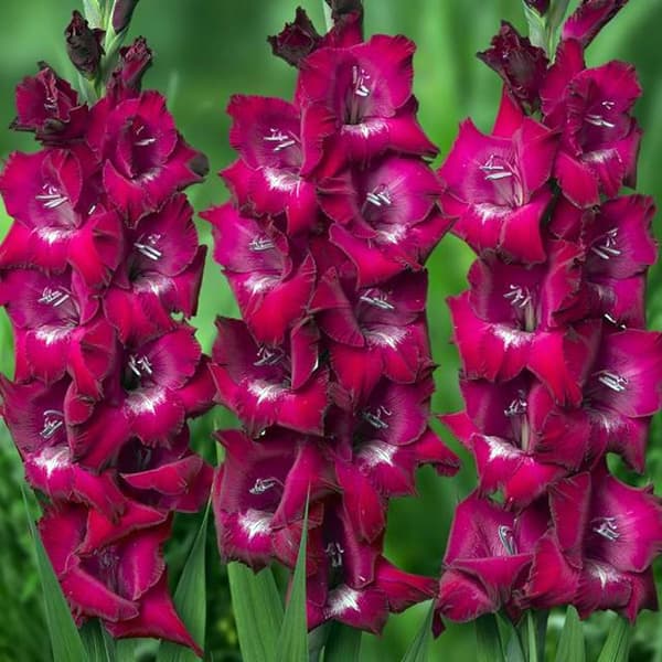 Gladiolus Piispan gladiolus 50 kpl.