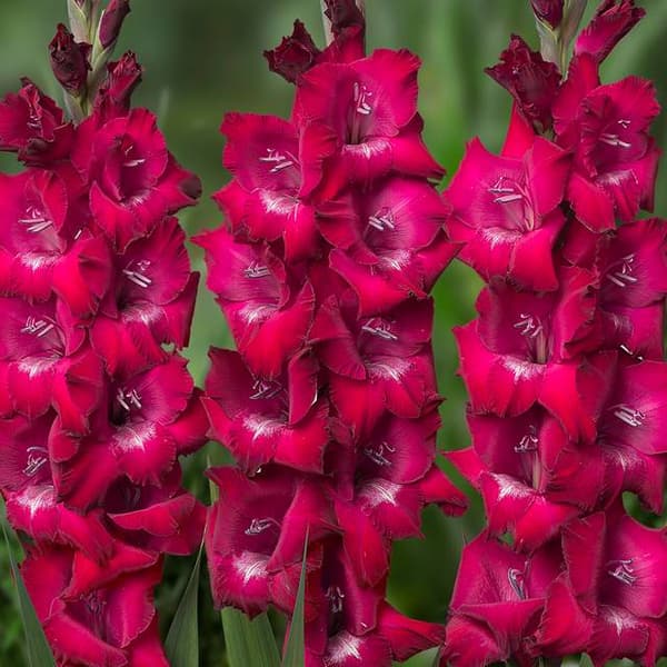 Gladiolus Piispangladiolus 100 kpl.