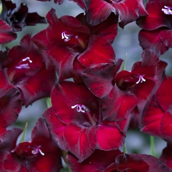 Gladiolus Vinröda gladioler 100 st.