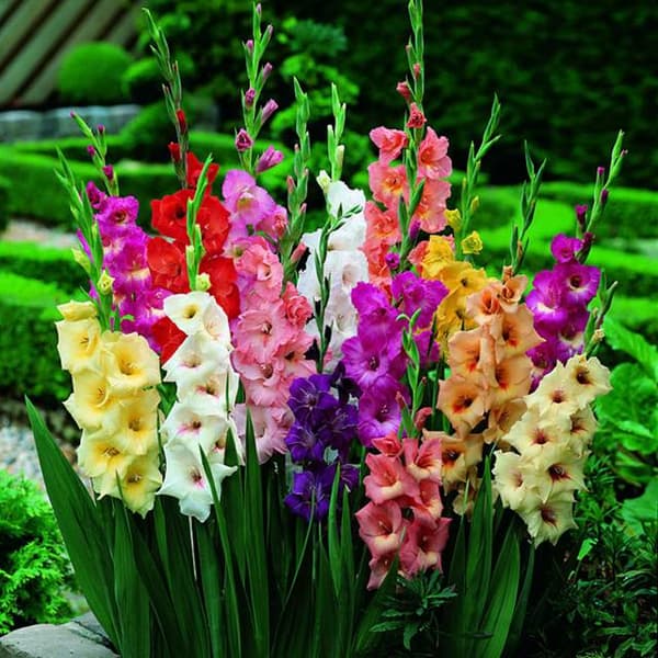 Gladiolus Gladiolus-sekoitus 5 kpl. 12/14
