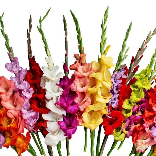Gladiolus-leikkokukkasekoitus 50 kpl.