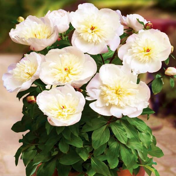 Paeonia Ruukkupioni Patio Madrid 1 kpl.