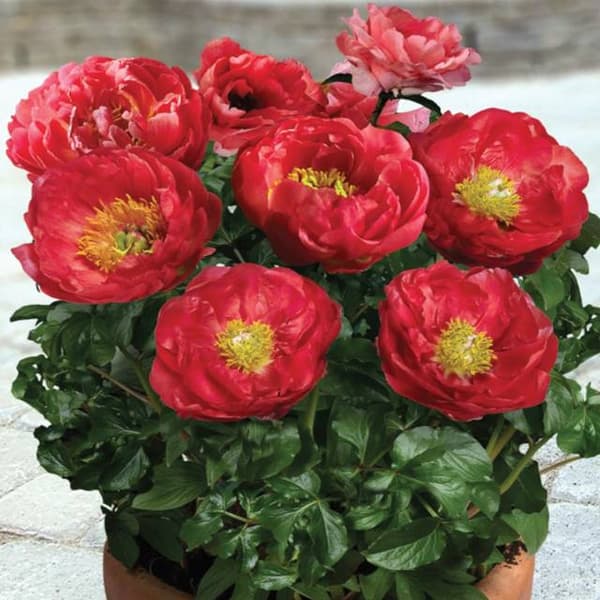 Paeonia Pottepæon Patio Moscow 1 stk.