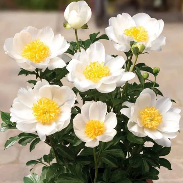 Paeonia ruukkupioni Patio Dublin 1 kpl.