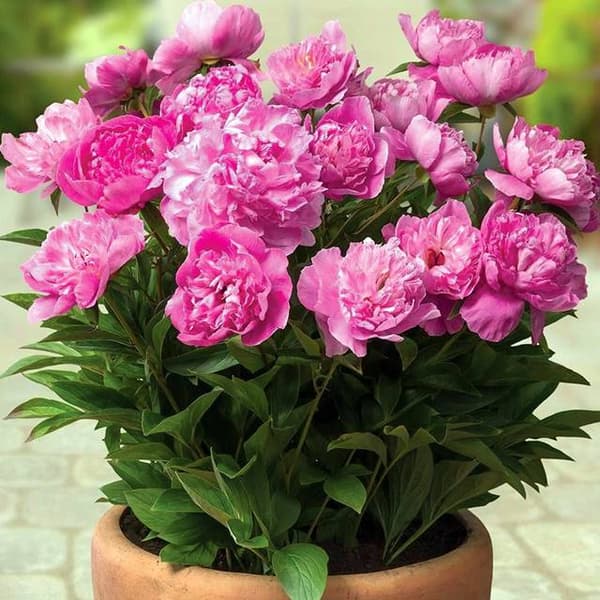 Paeonia Ruukkupioni Patio Rome 1 kpl.