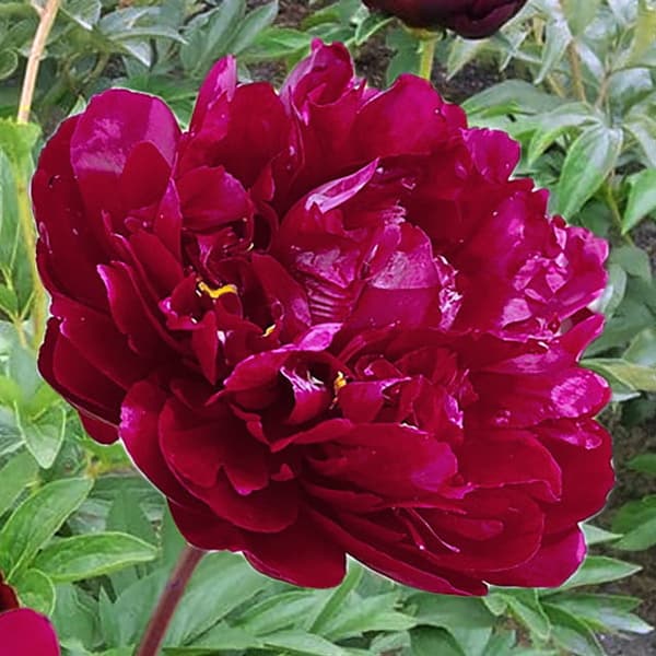 Paeonia Kiinalainen pioni Tammi 1 kpl.