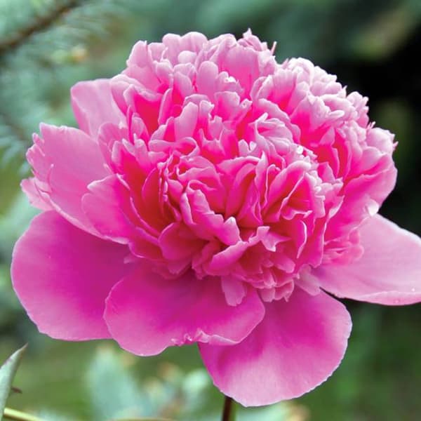 Paeonia kinesisk pæon Ursynów 1 stk.