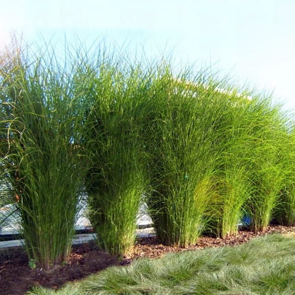 Miscanthus Miscanthus chinensis Gracillimus 1 st.