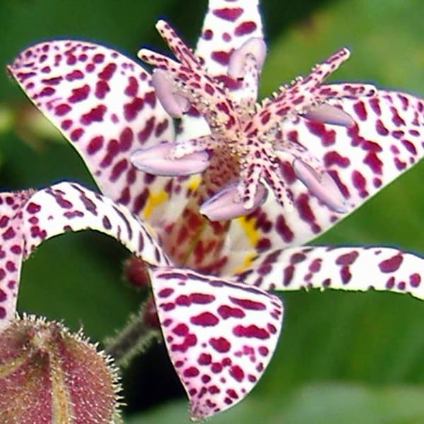 Tricyrtis hirta Kolmipilkkuinen sammakkolilja 1 kpl.