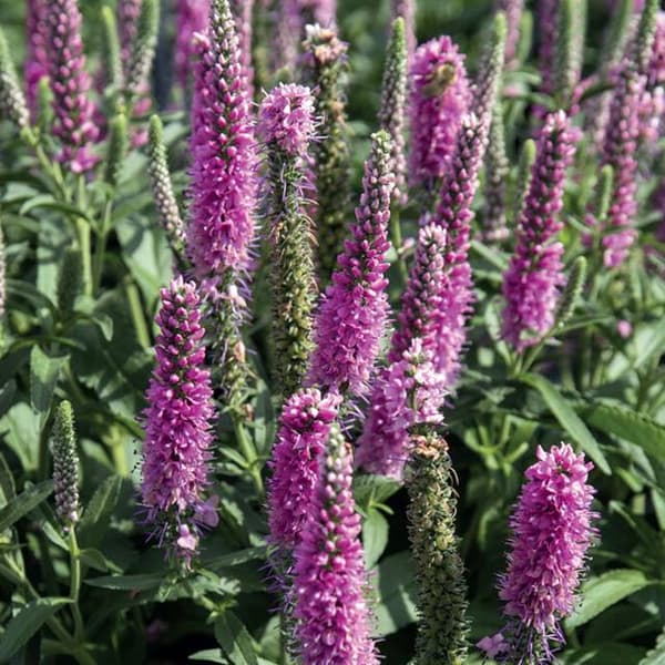 Veronica spicata Lyserød Ærenpris 1 stk.