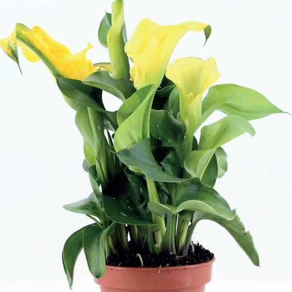 Zantedeschia Kalla Calla Kapteeni Solo 1 kpl.