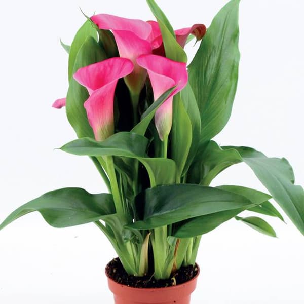 Zantedeschia Kalla Kalia Kaptajn Samba 1 stk.