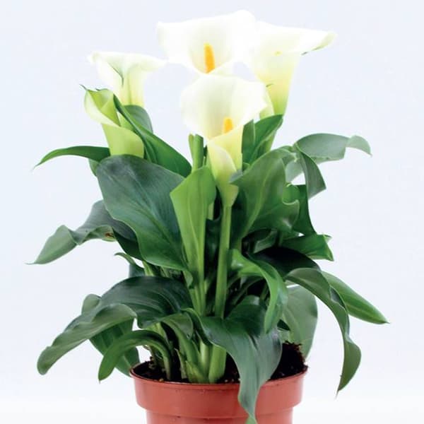 Zantedeschia Calla Calla Alaska 1 kpl.
