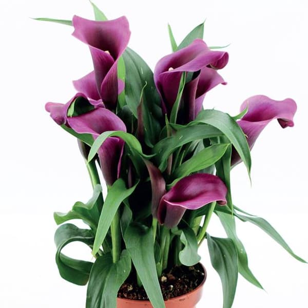 Zantedeschia Calla Calla Paco 1 stk.