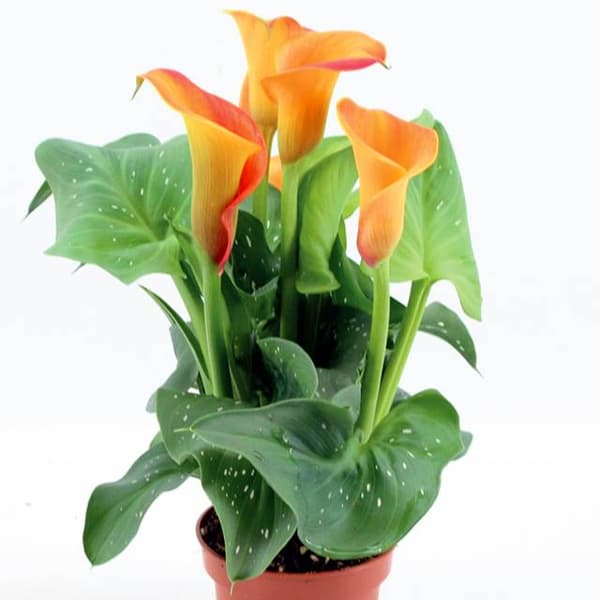 Zantedeschia Kalla Kalia Kapteeni Brunello 1 kpl.