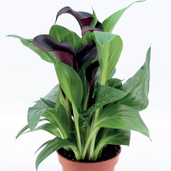 Zantedeschia Kalla Kalia Dallas 1 kpl.