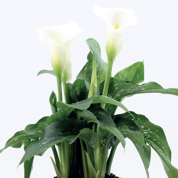Zantedeschia Kalla Calla Snow Storm 1 kpl.