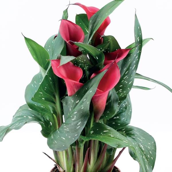 Zantedeschia Kalla Kalia Red Charm 1 kpl.