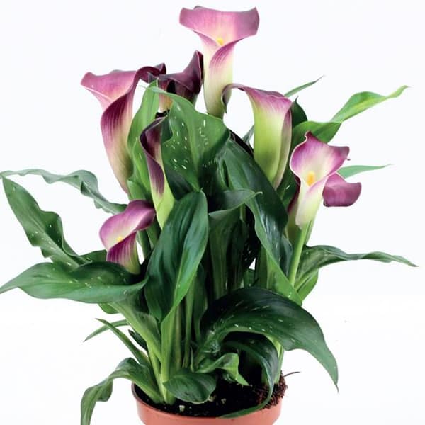 Zantedeschia Kalla Kalia Nashville 1 kpl.